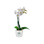 brussels orchidée 16cm transparent